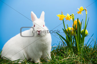 White fluffy bunny sitting beside daffodils with easter eggs