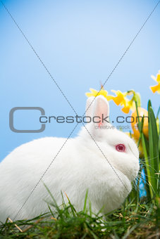 White bunny sitting beside daffodils with easter eggs