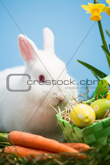 White bunny sitting beside easter eggs in green basket and carrots