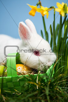 White rabbit resting on easter eggs in green basket