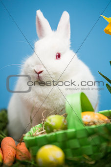 White rabbit sitting behind easter eggs in green basket