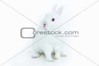 White bunny facing camera