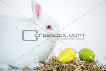 White bunny beside nest of foil wrapped easter eggs
