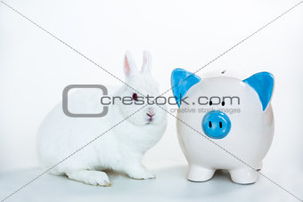 White bunny sitting beside blue and white piggy bank