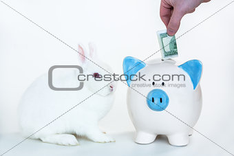 White bunny sitting beside blue and white piggy bank with hand putting money in