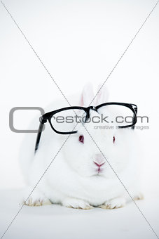 White bunny wearing human glasses on its head