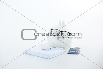 White bunny wearing human glasses with stationary and calculator