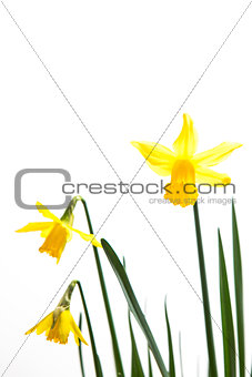 Yellow daffodils growing