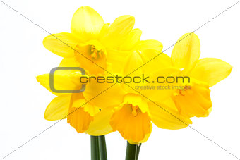 Pretty yellow daffodils