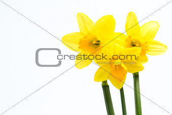 Pretty yellow daffodils with copy space