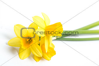 Three daffodils resting on surface