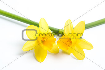Two pretty yellow daffodils