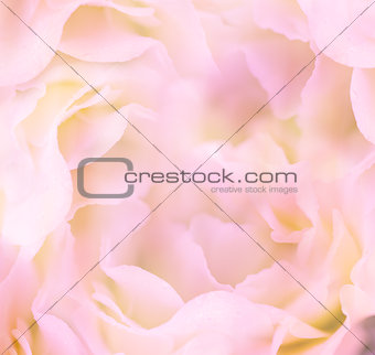 Gentle Floral Background / Flower's petals are made as macro sho