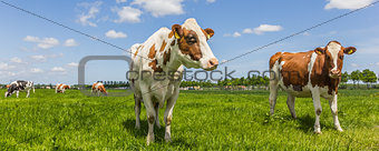 Panorama of cows in a meadow