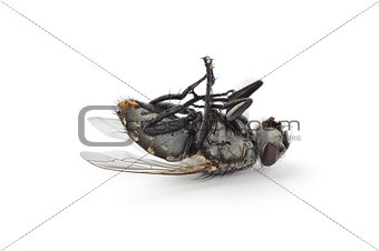 Dead fly isolated on white