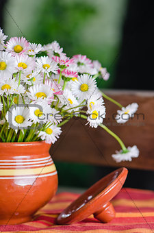 Beautiful daisy flowers in a pot