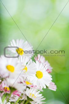 Daisy flowers, close-up. Summer background
