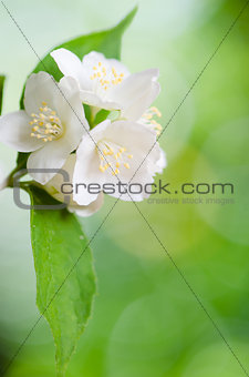 Beautiful flowers of a jasmin, close up. Summer  background