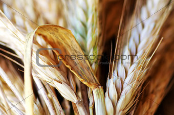 Closeup of wheat spikes background