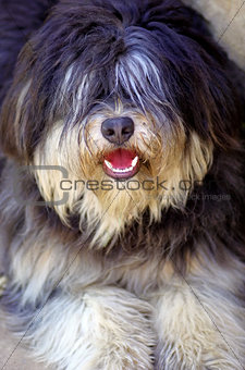 Portuguese shepherd dog