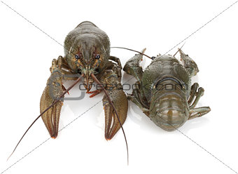 Two crayfishes