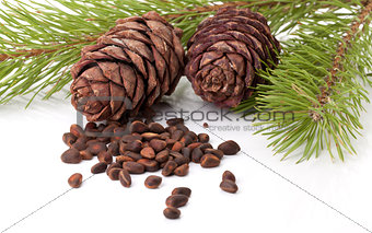 Siberian pine nuts and needles branch