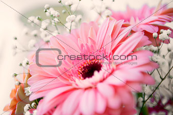 Pink gerber flower 