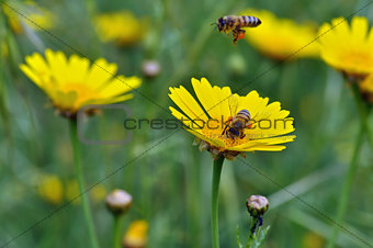 honey bees collecting pollen