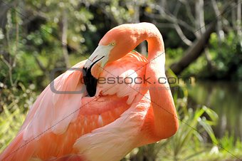 Pink Flamingo (Phoenicopteridae)