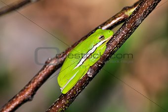Green Tree Frog (Hyla cinerea)