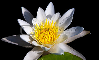 The water yellow-white lily