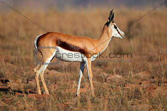 Springbok antelope