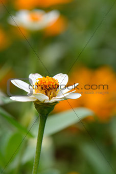 Narrowleaf Zinnia flower (Zinnia angustifolia Kunth) 