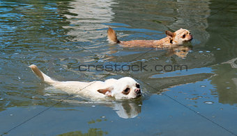 swimming chihuahuas