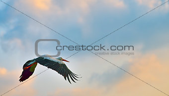 white stork flying 