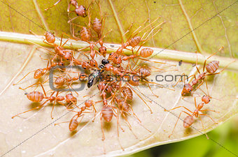 red ants teamwork hunt