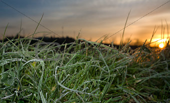 Picture of frost grass leaves at rising
