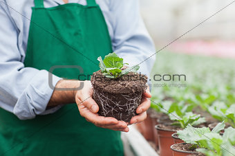 Garden center worker holding plant out of its pot