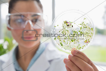 Chemist holding a pane with tests of plants