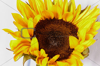Crying Sunflower