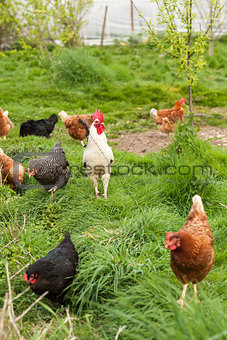 Cockerel standing in the middle of hens