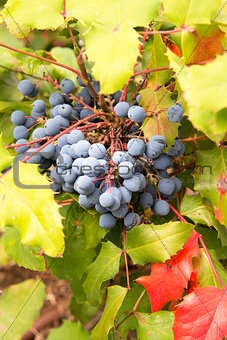 Oregon Grape Plant Closeup