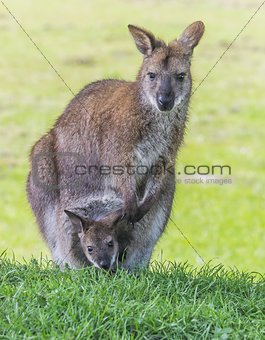 Mother wallaby with child