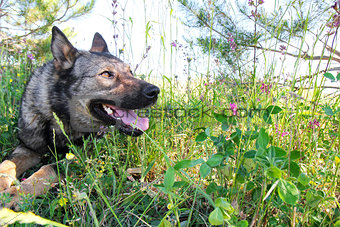 German Shepherd dog in the grass on a meadow