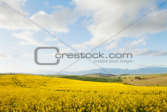 Yellow canola fields overlooking a valley