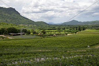 Landscape vineyard