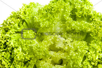 Fresh green salad lettuce leaves