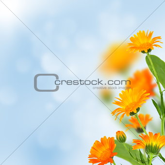 Summer. Marigold flowers.