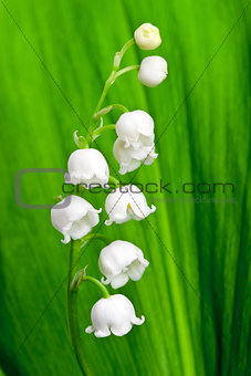 Beautiful lily-of-the-valley flower