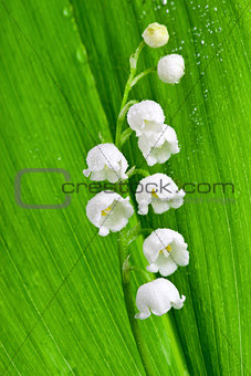 Beautiful lily-of-the-valley flower with water-drops